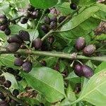 Image result for Colletoecema tortistilum