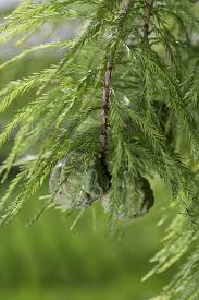 Connect with fast growing trees. Fast Growing Trees For Creating Privacy Better Homes Gardens