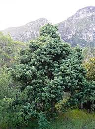 Image result for Lophiocarpus latifolius