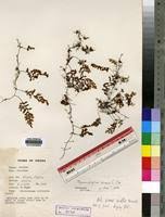 Image result for Crepidomanes melanotrichum