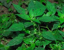 Image result for Acalypha dikuluwensis