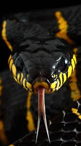 خلفيات Hd للاندرويد افضل خلفيات الهواتف ال Browse Our Extensive Range Of Quality Black Wallpaper Online At Snake Wallpaper Snake Photos Animals Beautiful