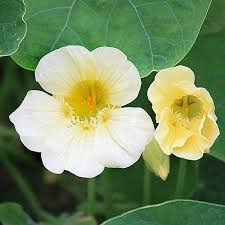 Check spelling or type a new query. Kapuzinerkresse Milkmaid