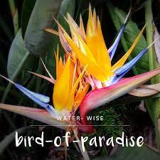 Boasting Beautiful Orange And Blue Crane Like Flowers Birds Of Paradise Are A Great Focal Point For Any Garden While T Garden Center Birds Of Paradise Garden