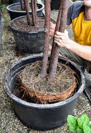 Maybe you would like to learn more about one of these? Caring For Fiddle Leaf Fig Trees The Martha Stewart Blog