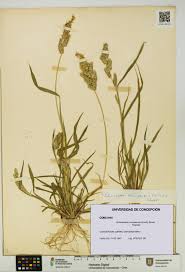Image result for Echinochloa crus-pavonis