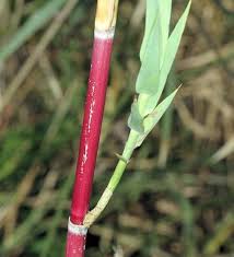 Image result for Phragmites mauritianus