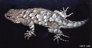 Image result for Scepocarpus