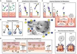 Willing to ship for additional cost or arrange for local. Frontiers Anti Infective Anti Inflammatory And Immunomodulatory Properties Of Breast Milk Factors For The Protection Of Infants In The Pandemic From Covid 19 Public Health