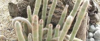 Watering once or x times a week), which may work for some plants and will surely keep your cactus plant hydrated, but maybe overly so. Cleistocactus Species Silver Torch Cleistocactus Hyalacanthus
