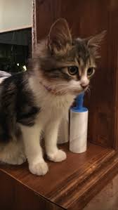 Sibel Cemalogullarindan Adli Kullanicinin Kedi Panosundaki Pin Kedi