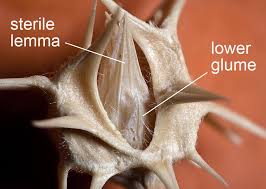 Image result for Cenchrus incertus