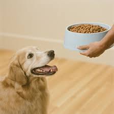 Small breeds' Best Prganic Dog Food