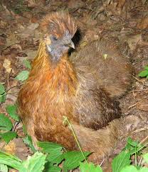 Les dernières infos de france et sur la france: Poule Soie Anciennement Denommee Negre Soie Lesrosesduchemin Com