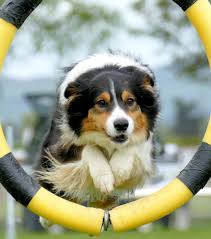 We did not find results for: Can I Train My Own Service Dog Service Dog Certifications