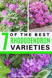 Rhododendron Varieties 7 Of The Best Azaleas And Rhododendrons For Your Garden Gardening From House To Home In 2020 Shade Loving Shrubs Shade Perennial Garden Shade Loving Perennials
