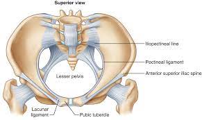 Three bones develop from separate ossifications, within a single cartilage plate. Anatomy Of The Female Pelvis Springerlink