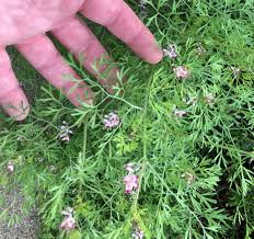 Weed watcher guide to invasive plants, trail weed and a few native lookalikes. Identify This Weed Larimer County