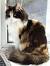 Tortoiseshell Long Hair Calico Cat