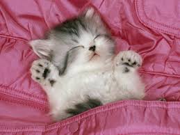 خلفيات قطط cats قطة حيوانات نائمة عالية الوضوح 35 baby animals cat care kittens
