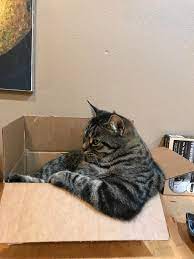 Hidden litter box in the bedroom for small spaces? Psbattle Fat Cat In A Box Photoshopbattles