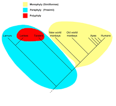 Cladistics Wikipedia The Free Encyclopedia Fun Facts Taxon Evolution
