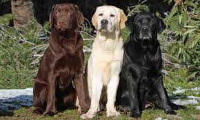 Labrador Retriever 1 most popular dog breed Info, Images, Videos, FAQs