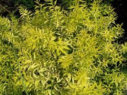 Image result for Thunbergia pynaertii