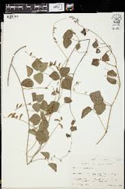 Image result for Rhynchosia holstii