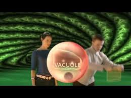 Bbc bitesize animal and plant cell video. Bbc Bitesize Ks3 Biology Components Of A Plant Cell Youtube