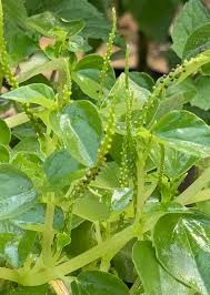 Image result for Peperomia pellucida