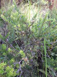 Image result for Vaccinium madagascariense
