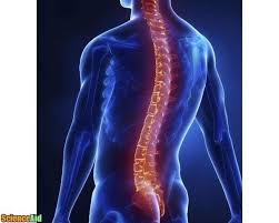 The human back, also called the dorsum, is the large posterior area of the human body, rising from the top of the buttocks to the back of the neck. The Bones Of The Human Spine Scienceaid