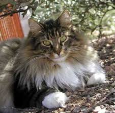 Последние твиты от maine coon adoptions (@mainecoonadopts). Pin On Creatures