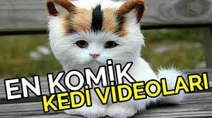 En Komik Kedi Videolari 2019 Youtube