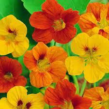Maybe you would like to learn more about one of these? Wilko Nasturtium Tom Thumb Flower Seeds Wilko
