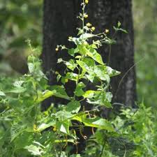 Image result for Wissadula