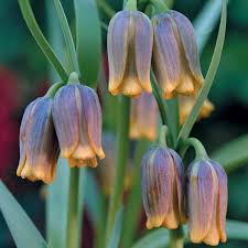 Image result for Uvaria edulis