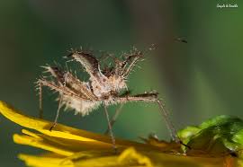 Image result for Trigonella laciniata