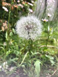 Dandelion Taken In Japan Dandelion Plants Flowers