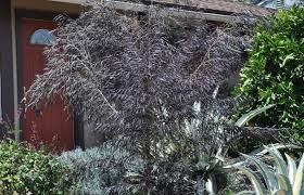 Image result for Agonis flexuosa