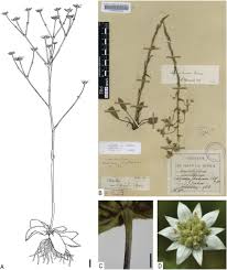 Image result for Alepidea amatymbica