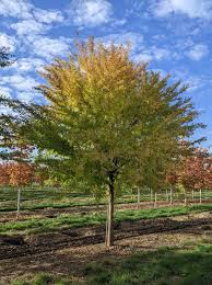 Image result for Ulmus parvifolia