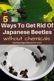How To Get Rid Of Japanese Beetles And Save Your Garden Japanese Beetles Beetle Garden Pests