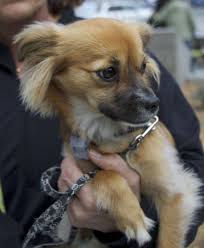 Well Come On In San Francisco Who Could Blame Me You I M Still A Little A Little Leery Around Strangers The In 2020 Long Haired Dachshund Dachshund Mix Chihuahua Mix