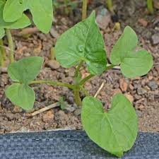 Image result for Hippocratea graciliflora