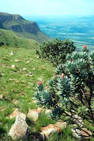 Image result for Elytrophorus globularis