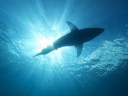 What Are The Biggest Great White Sharks Ever Recorded Great White Shark White Sharks Shark Attack