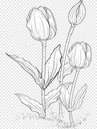 Pikbest has 178631 tulip flower design images templates for free download. Tulip Brushes Three White Flowers Sketch Png Pngegg