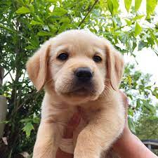 List of breeds we offer are labrador, german shepherd, pug , golden retriever, pomeranian, doberman, etc. Golden Lab Pup Big Mac By Big Mac Bigmacthelabrador On Instagram Cute Lab Puppies Lab Puppies Yellow Lab Puppies
